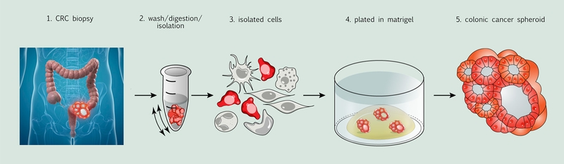 Organoid_process