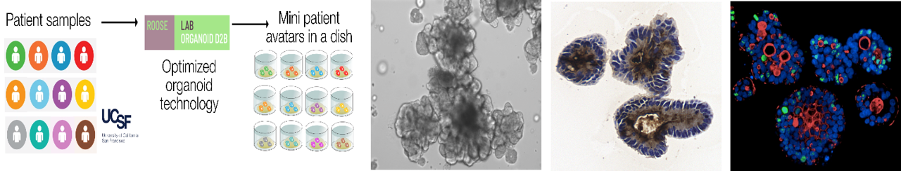 Organoid_Core_work_examples